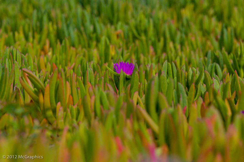 Maui | Hawaii | Foliage | Stock Photo